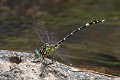 Austrogomphus cornutus male-3198